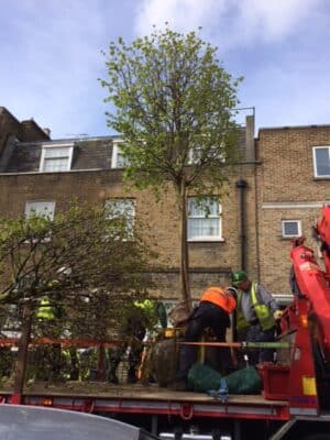 Preparing trees for lifting