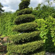 A Beautiful pair of Taxus Spirals