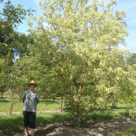 Variegated Box Elder