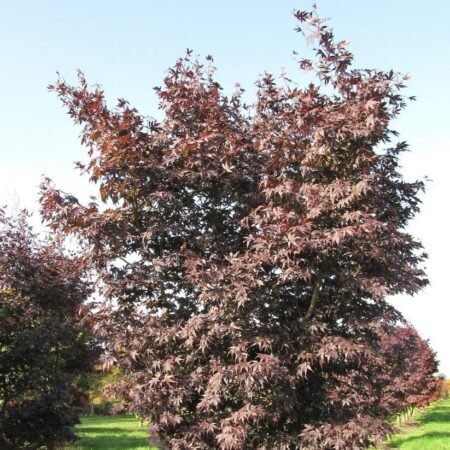 Acer palmatum Atropurpureum