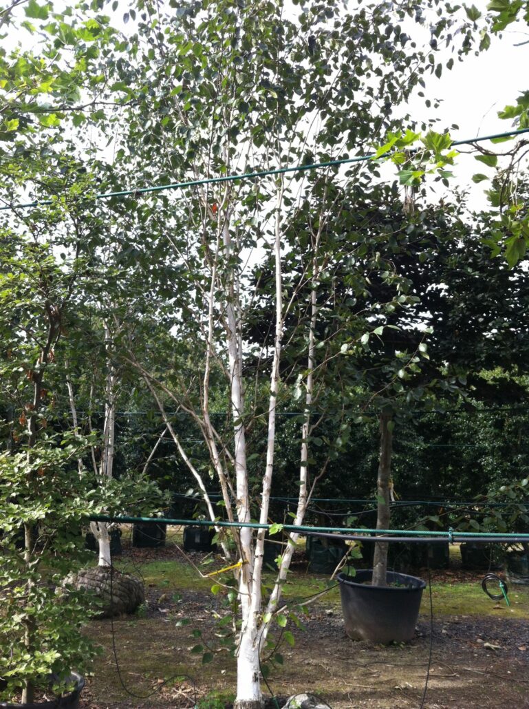 Betula utilis jacquemontii