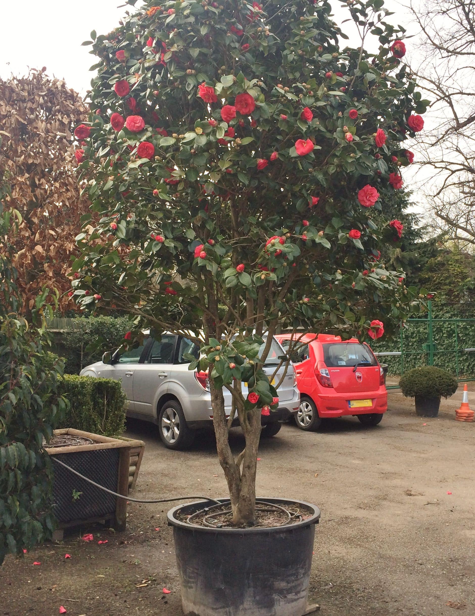 Camellia japonica