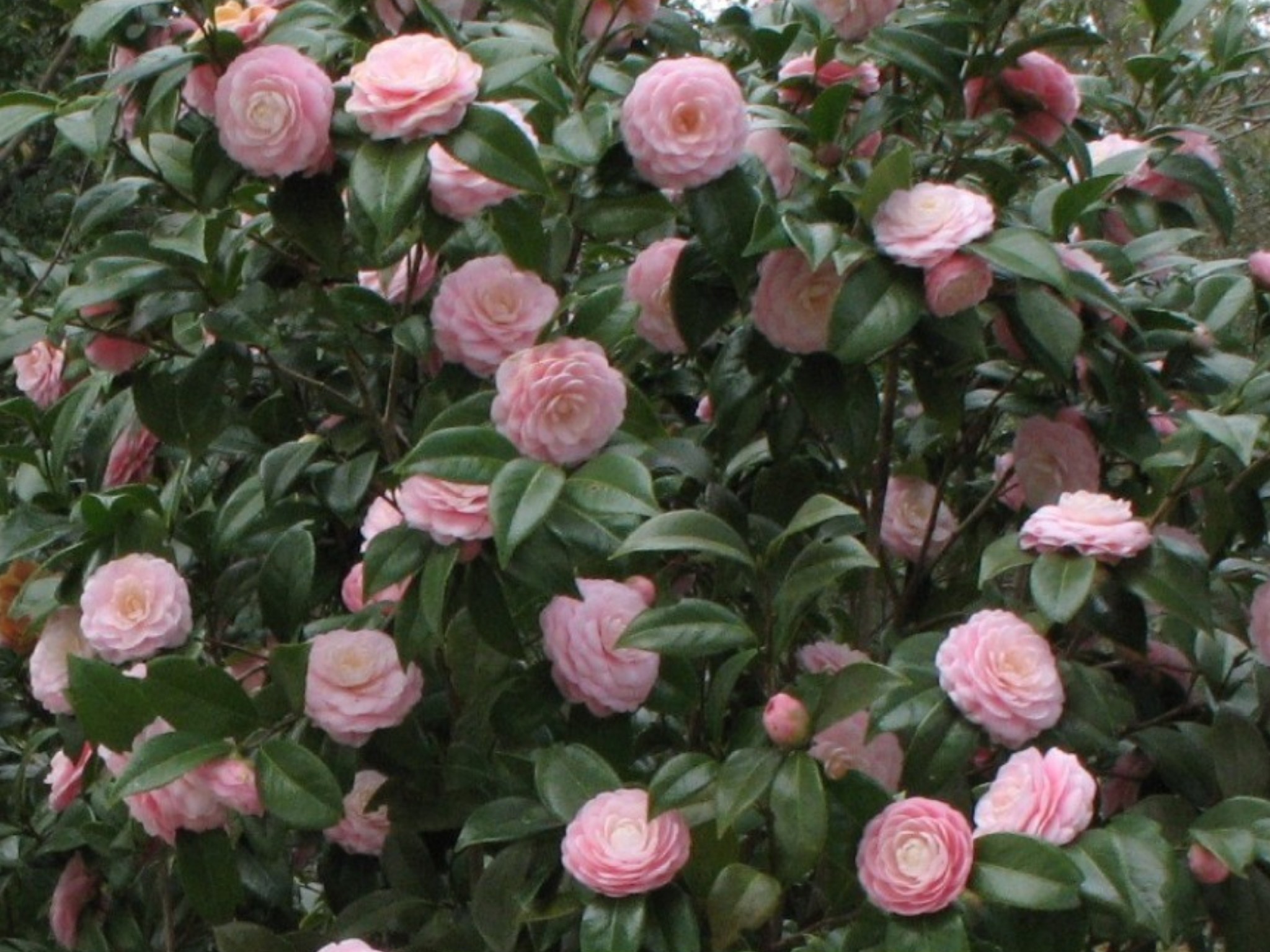 Japanese camellia evergreen
