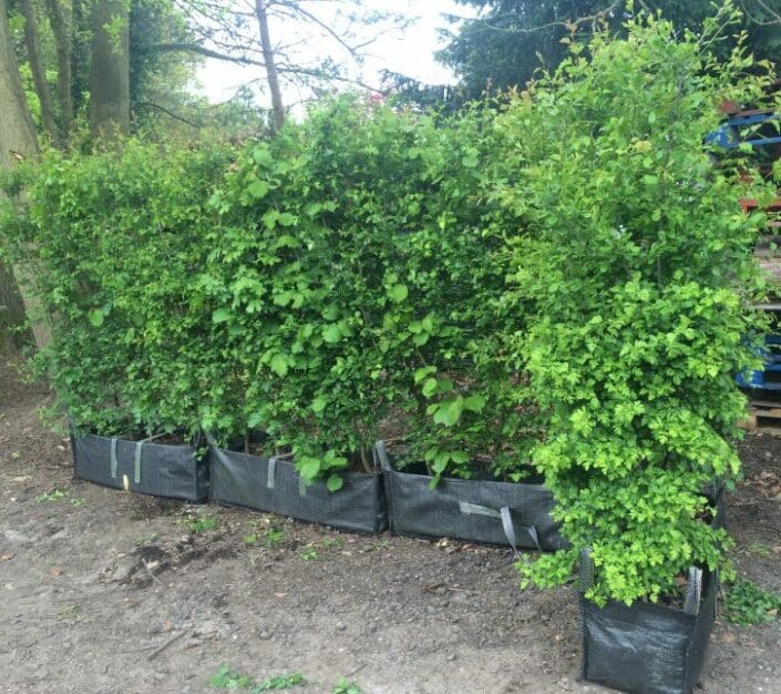 native mix Practical Instant Hedging