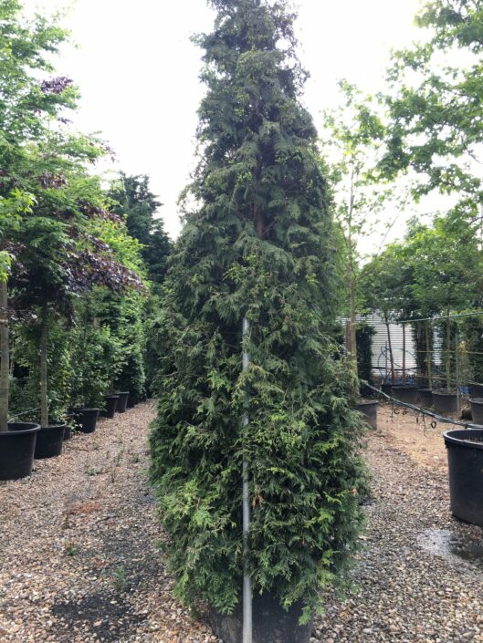Conifers up to 5m