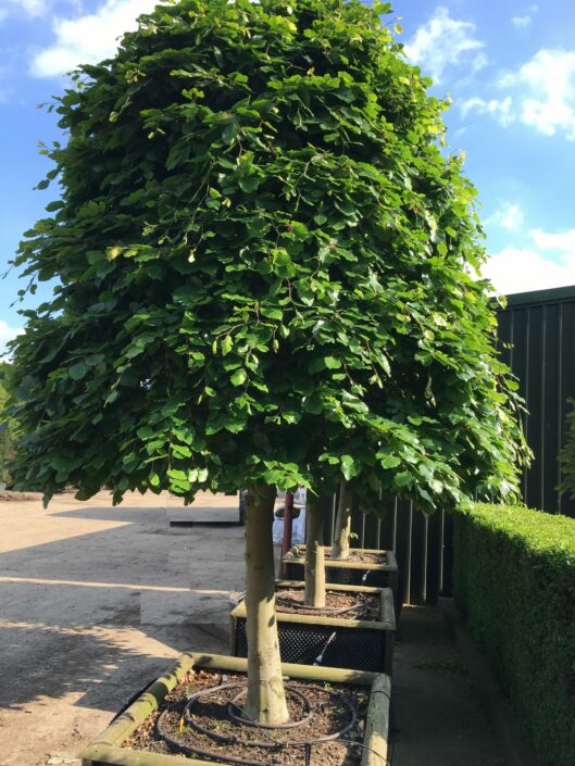 Fagus sylvatica Beehives