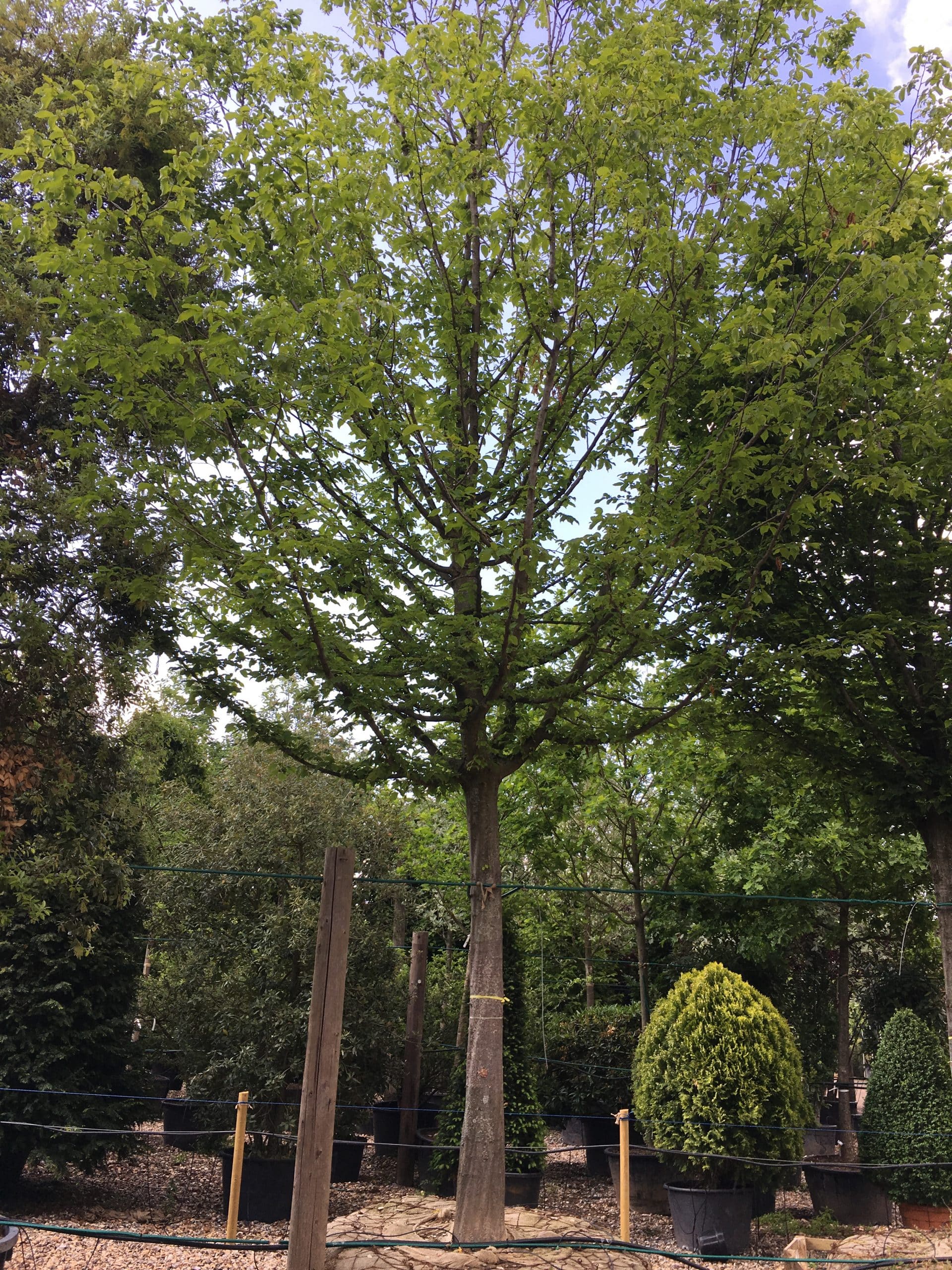 Carpinus betulus (Hornbeam)