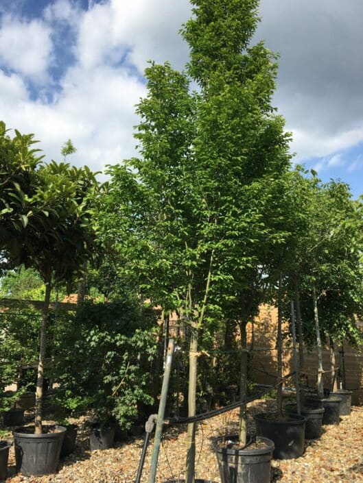 Carpinus betulus Fastigiate Hornbeam up to 6.5m