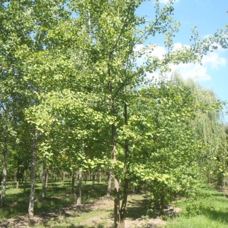 Maidenhair Tree