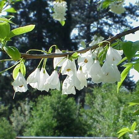 Snowdrop Tree blossom