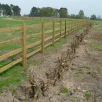 Hedges successfully transplanted
