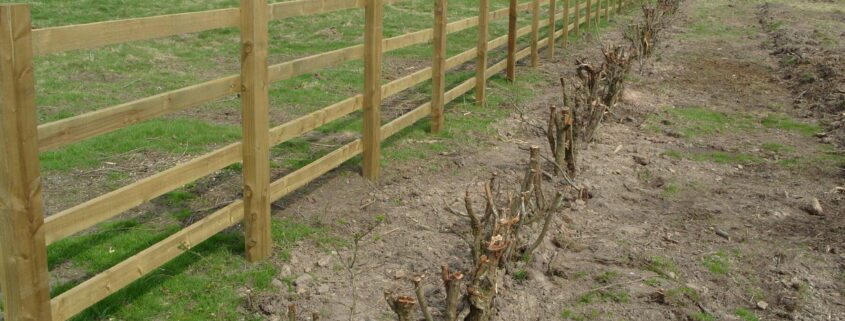 Hedges successfully transplanted