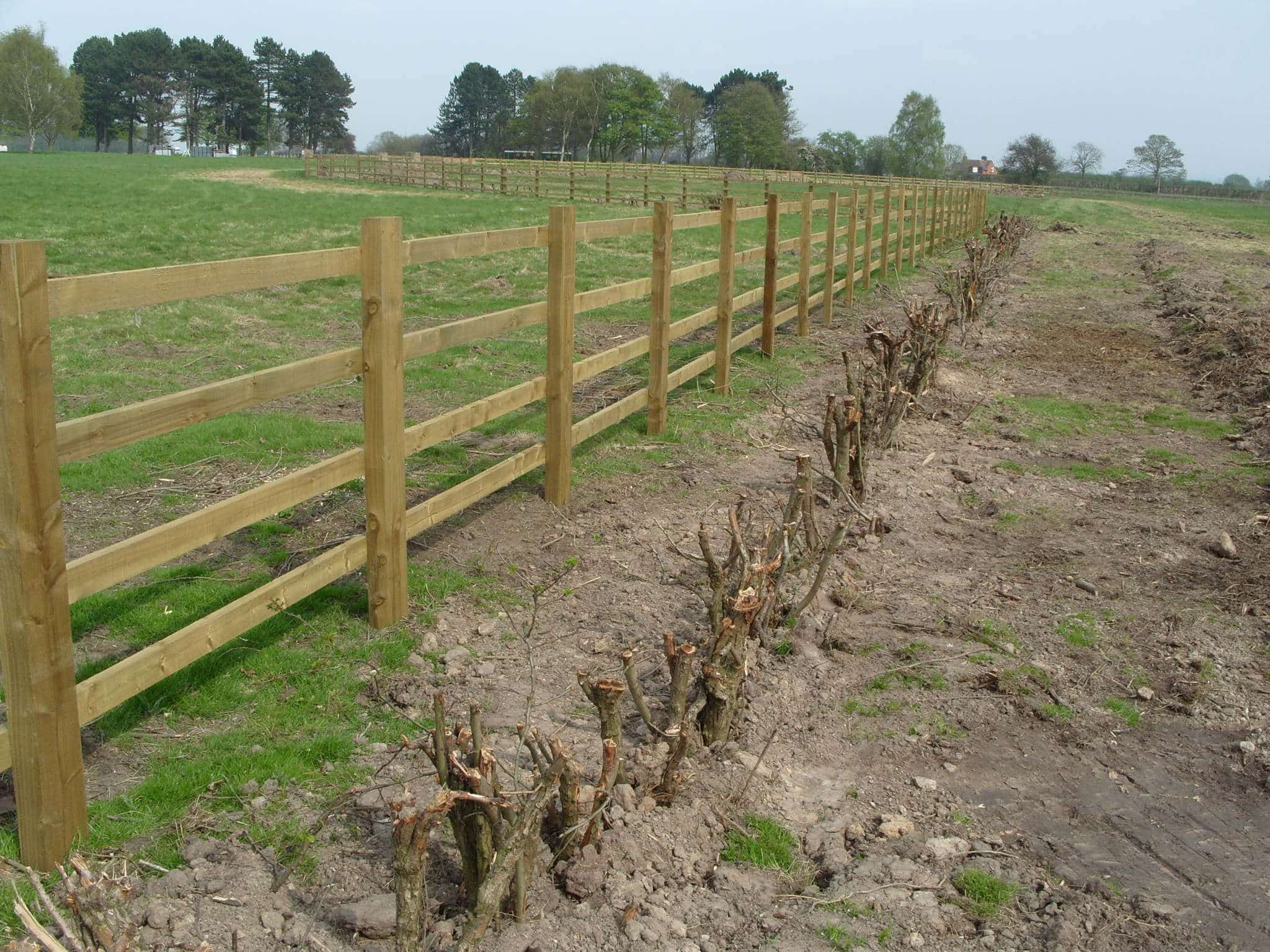 Hedges successfully transplanted