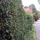 Holly & hornbeam mature hedge