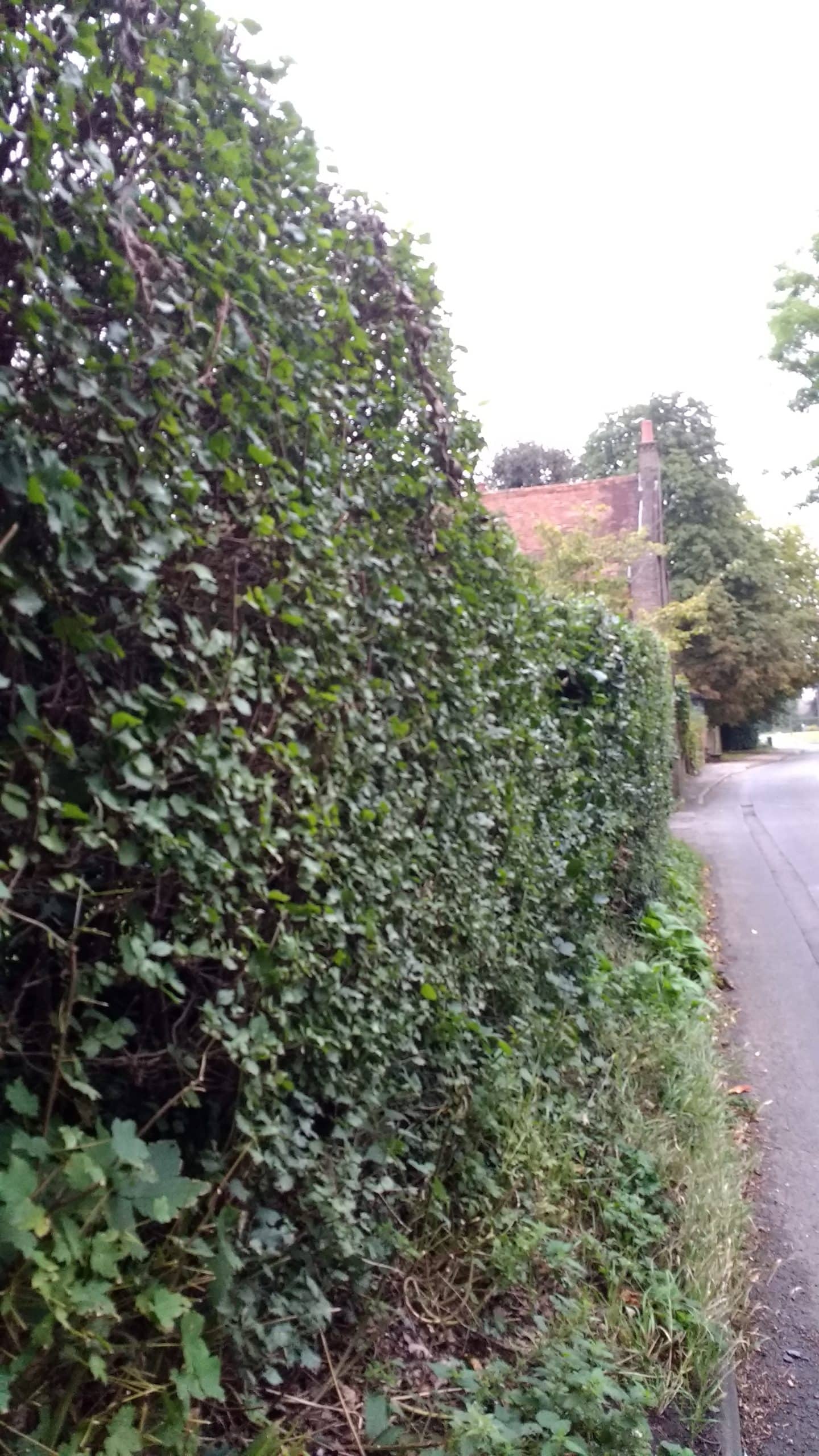 Holly & hornbeam mature hedge