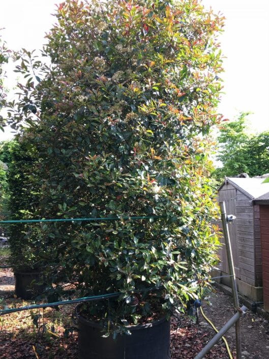 Photinia fraseri Red Robin