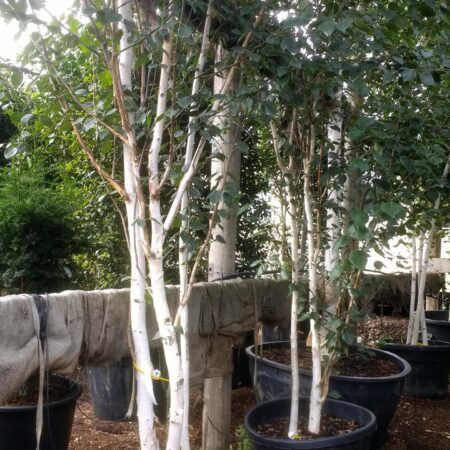 Betula utilis jacquemontii Multistem