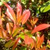 Red leaf Photinia