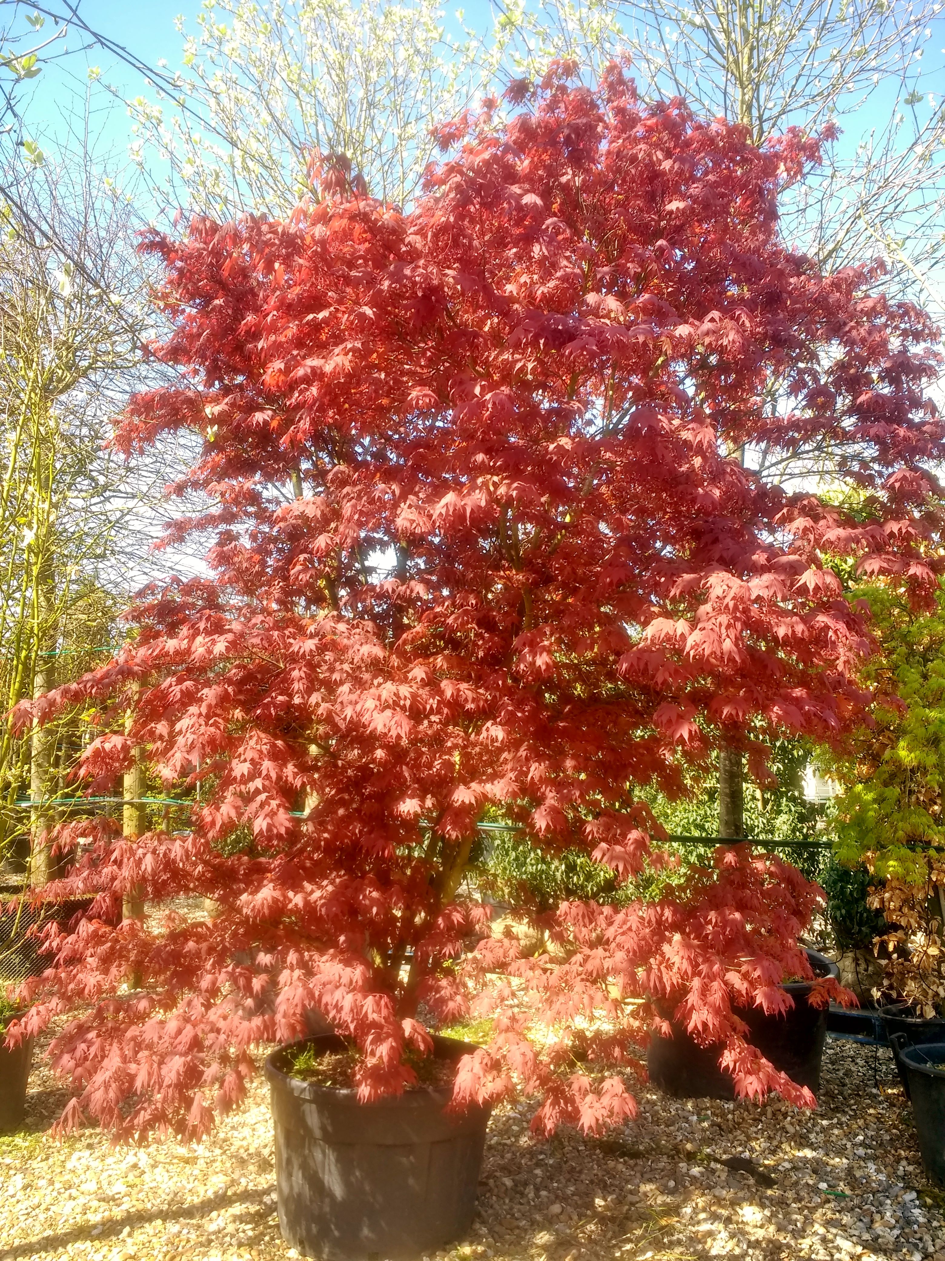 Japanese Maple Leaf Scorch Images : Acer Palmatum | Bocamawasuag