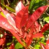 Close up of Photinia Red Robin with red spring growth