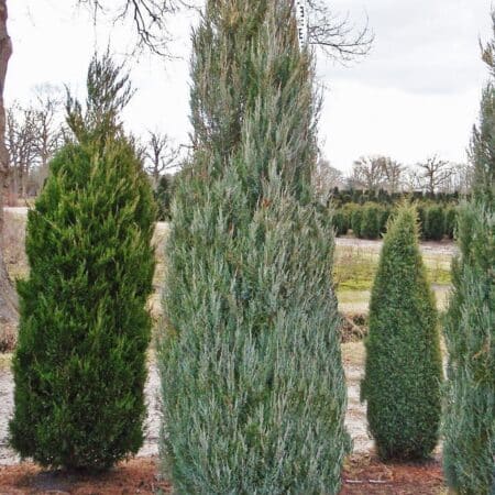 Juniperus virginiana 'Skyrocket'