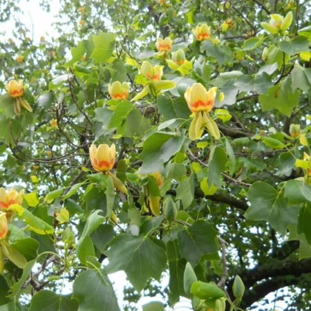 tulip tree flower