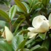 Magnolia grandiflora in bloom