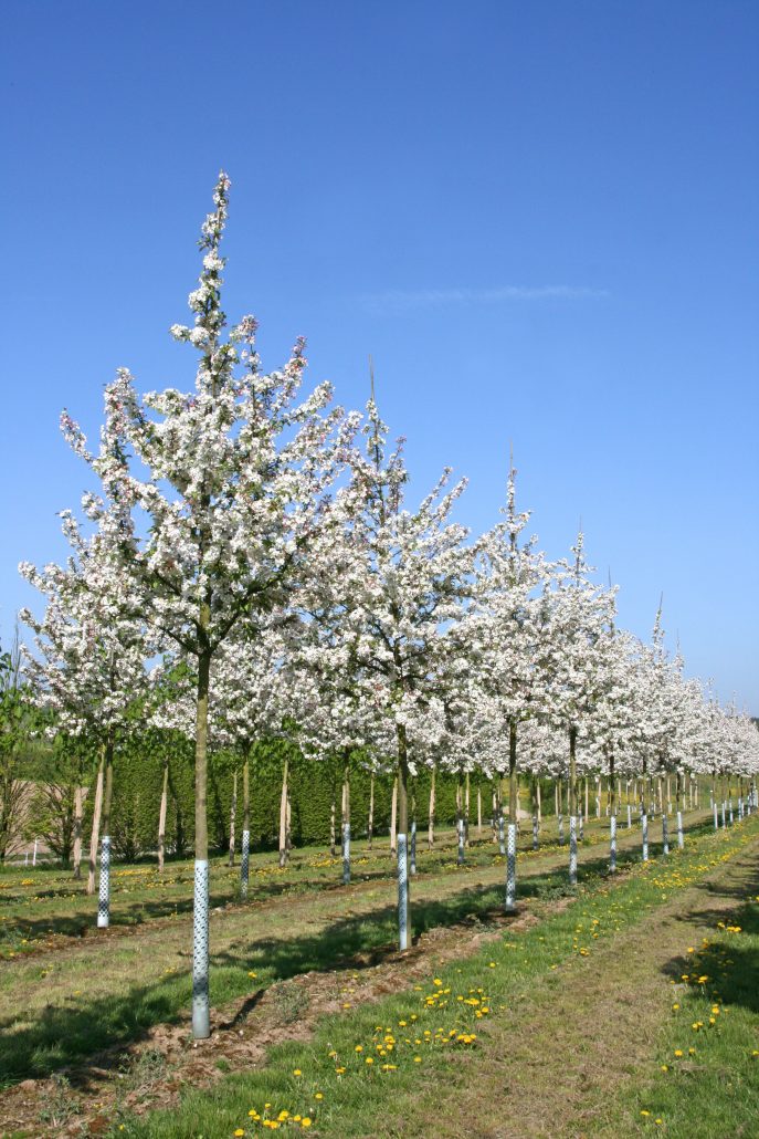 malus evereste apple crab tree flowering availability