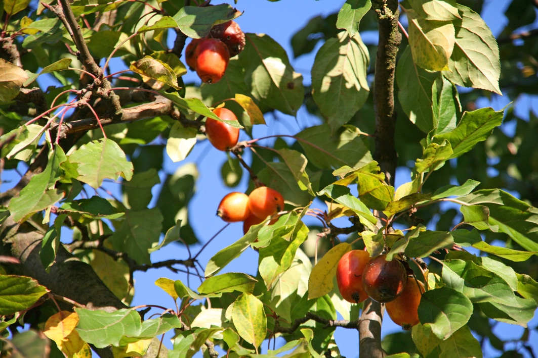 malus john downie crab apple tree