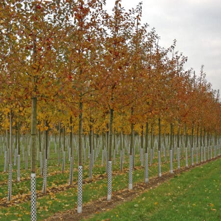 Flowering crab apple Red Sentinel