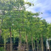 Quercus palustris Specimen tree