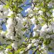 Prunus avium plena blossom