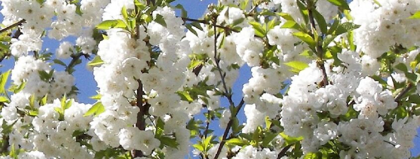 Prunus avium plena blossom