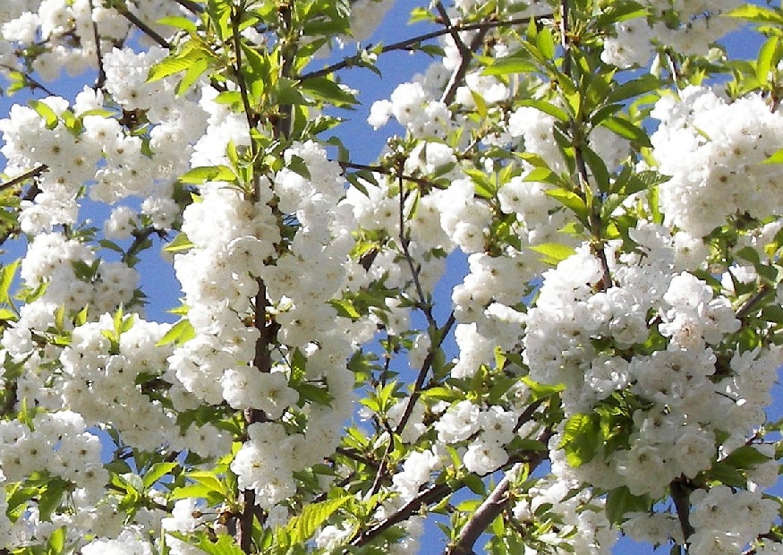 Prunus avium plena blossom