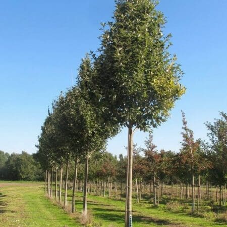 Whitebeam Magnifica