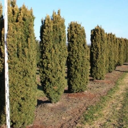 Taxus baccata 'Fastigiata Aureomarginata'