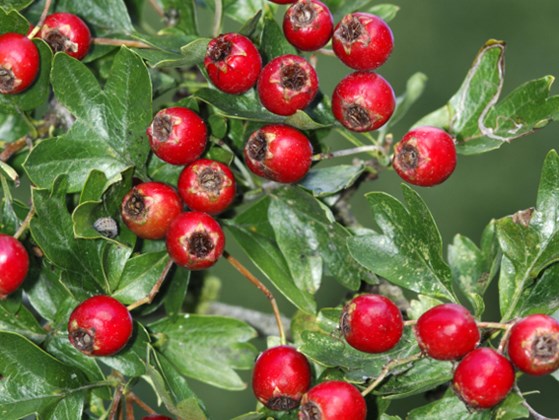 Crataegus monogyna berries