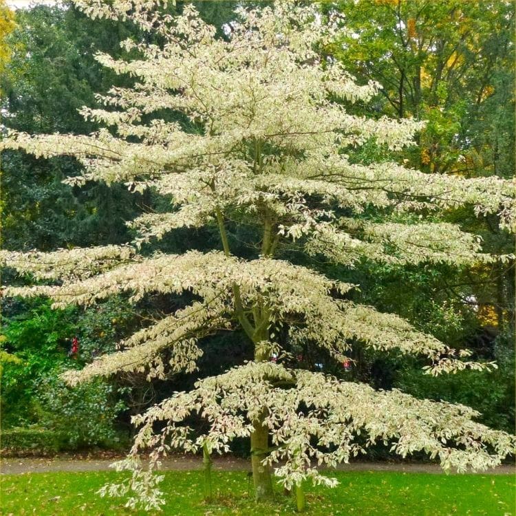 Wedding Cake Tree