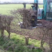 Woodland translocation: Hedges reduced for transplanting