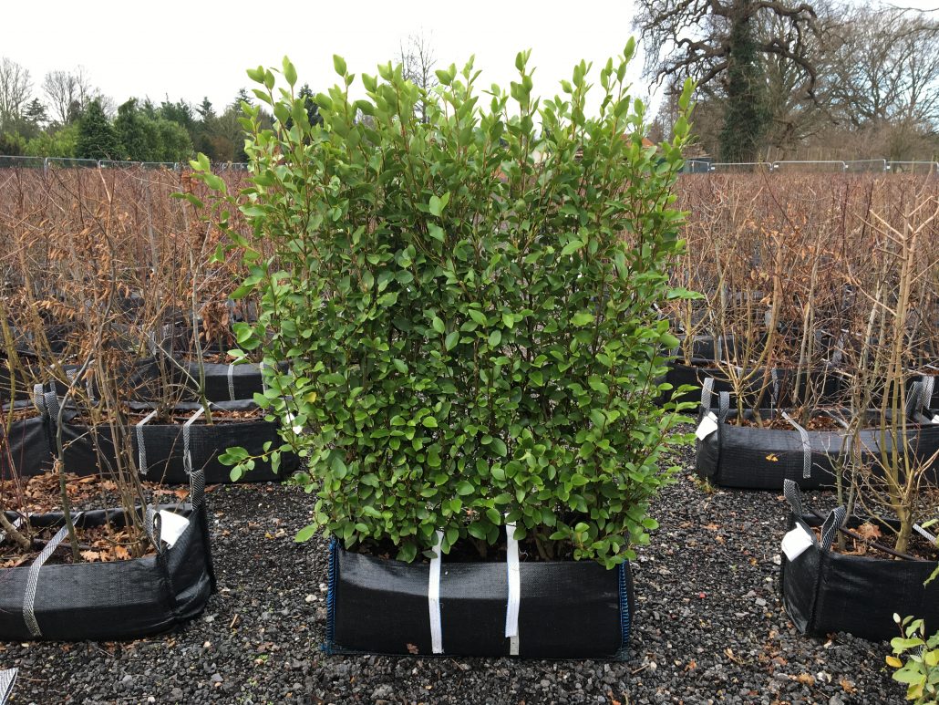 spread betting hedging plants