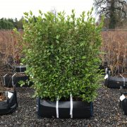 Broadlef Practical Instant Hedge