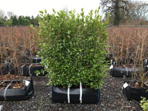 Griselinia littoralis Practical Instant Hedge