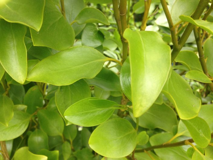 Griselinia Evergreen Instant Hedge