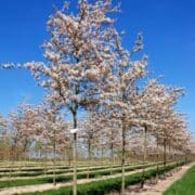 Amelanchier lamarckii