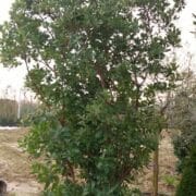 Arbutus Unedo