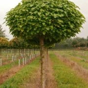 Catalpa bignonioides Nana