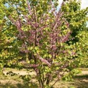 Cercis siliquastrum