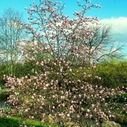 Magnolia loebneri Leonard Messel