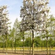 Malus Evereste Pleached