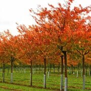 Prunus serrulata Shirofugen Autumn